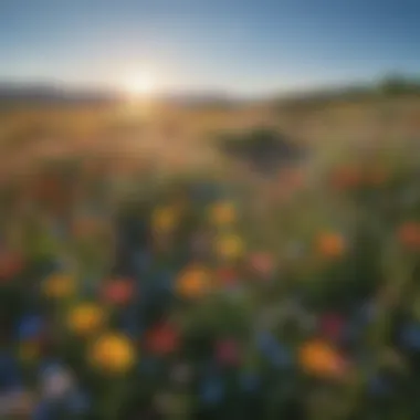 Artistic representation of a blooming field of wildflowers under a clear blue sky