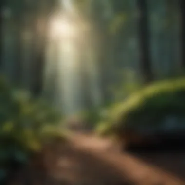 Embracing Nature's Calm An illustration of a peaceful forest scene with soft lighting