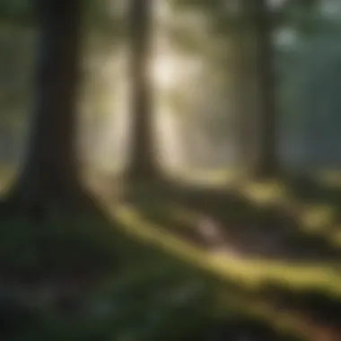 A Serene Morning Awakening Serene morning landscape with sunlight breaking through trees