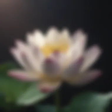 A close-up of a lotus flower representing personal growth