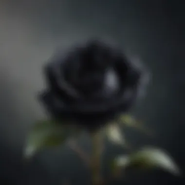 Symbolic visualization of melancholy through a wilted black rose in dim light