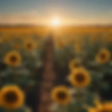 A Glimpse of Eternity in a Field of Sunflowers