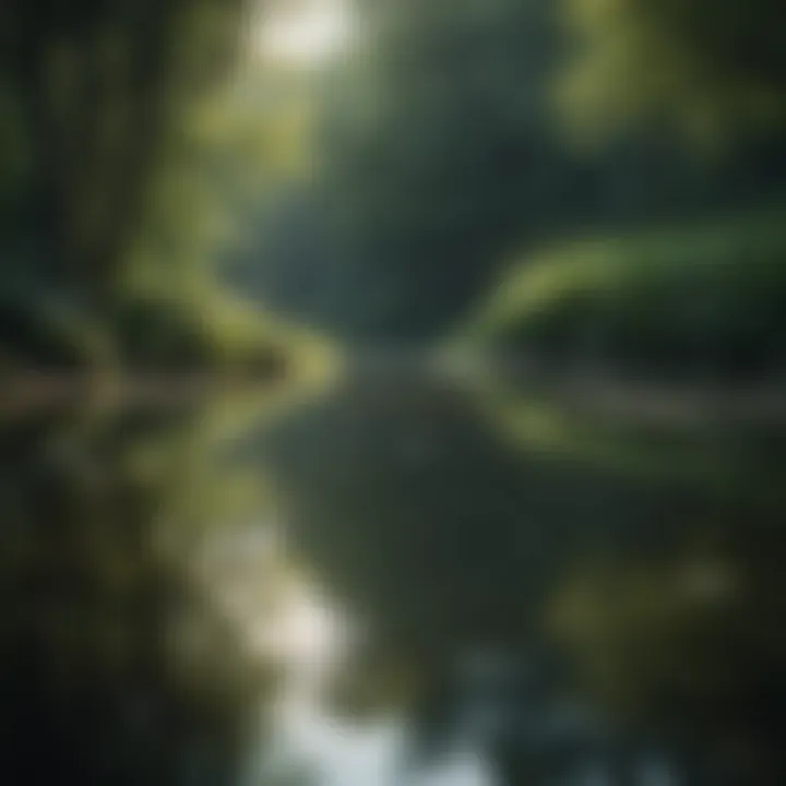 Reflections of a Tranquil Pond