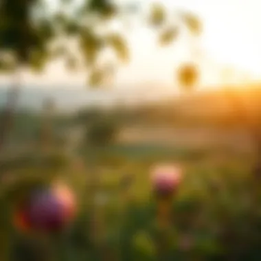 Inner Peace and Self-Love A serene landscape symbolizing inner peace