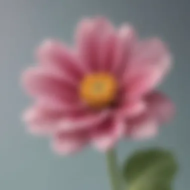 The Beauty of Simple Moments Close-up of a blooming flower representing appreciation for life's beauty