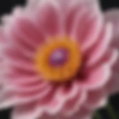 A close-up of a blooming flower symbolizing inner growth and self-acceptance