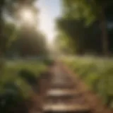 Illuminating Path to Joy