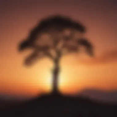 Silhouette of a lone tree against a fiery sunset sky