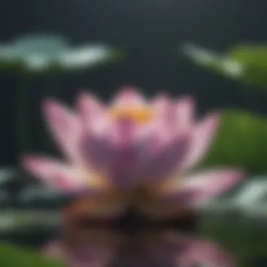 Illustration of a lotus flower blooming amidst adversity