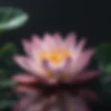 Lotus Flower Meditation