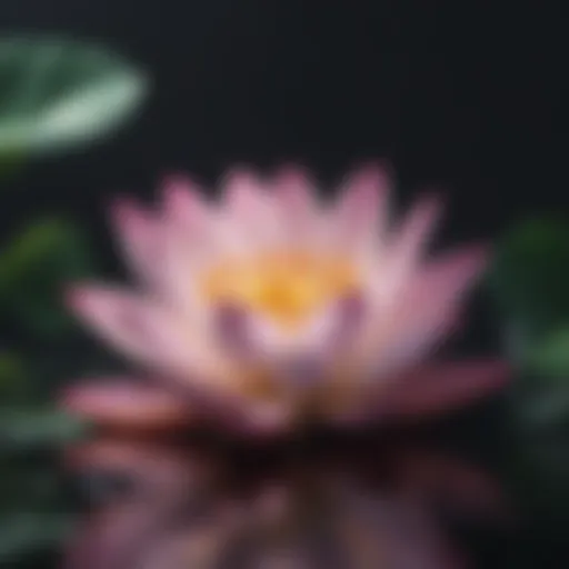 Lotus Flower Meditation