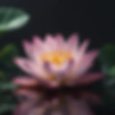 Lotus Flower Meditation Lotus Flower Meditation