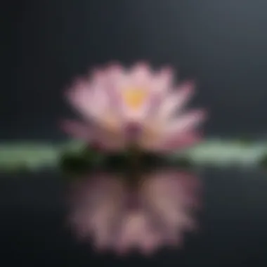 Artistic representation of mindfulness through a floating lotus flower