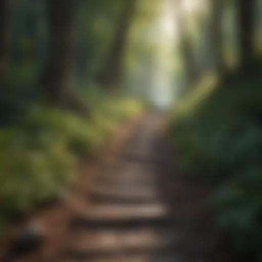 A serene path through a lush forest