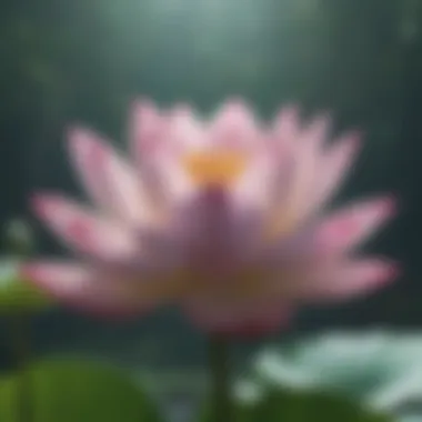 Illustration symbolizing inner peace with a blooming lotus flower