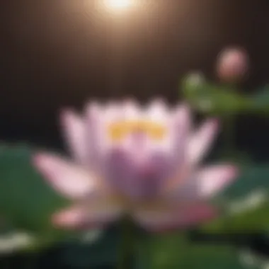 Meditation focus on blooming lotus flower