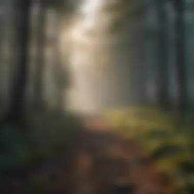 Misty Forest Sunrise