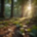 Morning sunlight filtering through leaves in serene setting