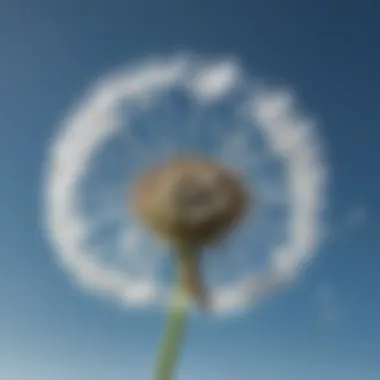 A delicate dandelion seed floating in the air against a clear blue sky