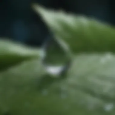 A close-up of a crystal-clear water droplet on a vibrant leaf