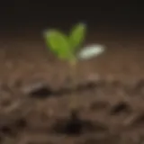 Illustration depicting a seedling sprouting from the ground symbolizing growth and potential