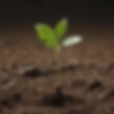 Illustration depicting a seedling sprouting from the ground symbolizing growth and potential