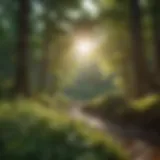A serene forest landscape with sunlight filtering through the trees, symbolizing tranquility.