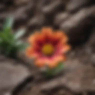 A blooming flower emerging from cracks in the ground