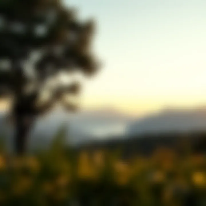 A serene landscape representing mindful awareness and emotional clarity